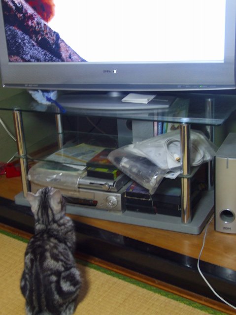 c0187403_16162531.jpg