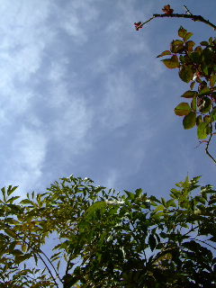e0136420_9982.jpg