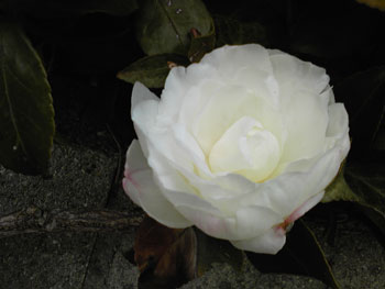 a0211669_0302139.jpg