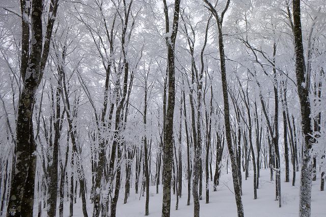e0137200_1148041.jpg