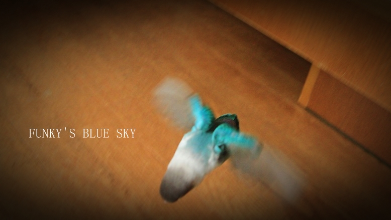 c0145250_163336100.jpg
