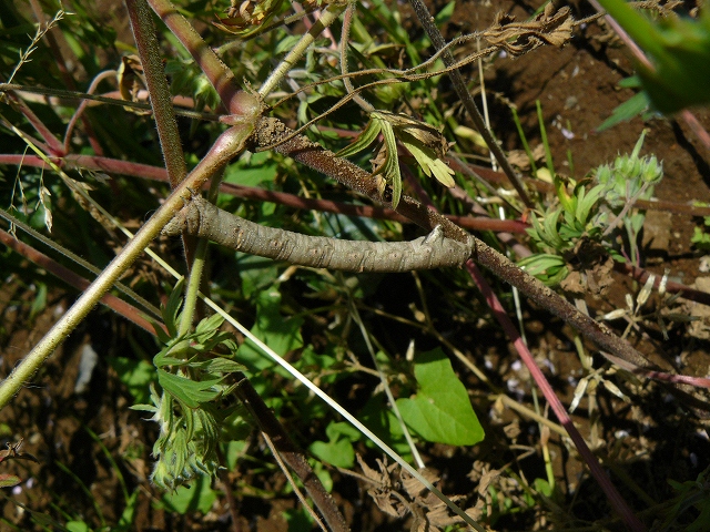 d0019074_117792.jpg