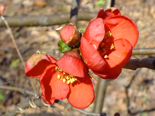 e0145782_17511063.jpg