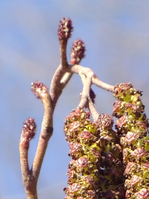 e0145782_17544726.jpg