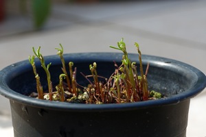 e0021328_013285.jpg