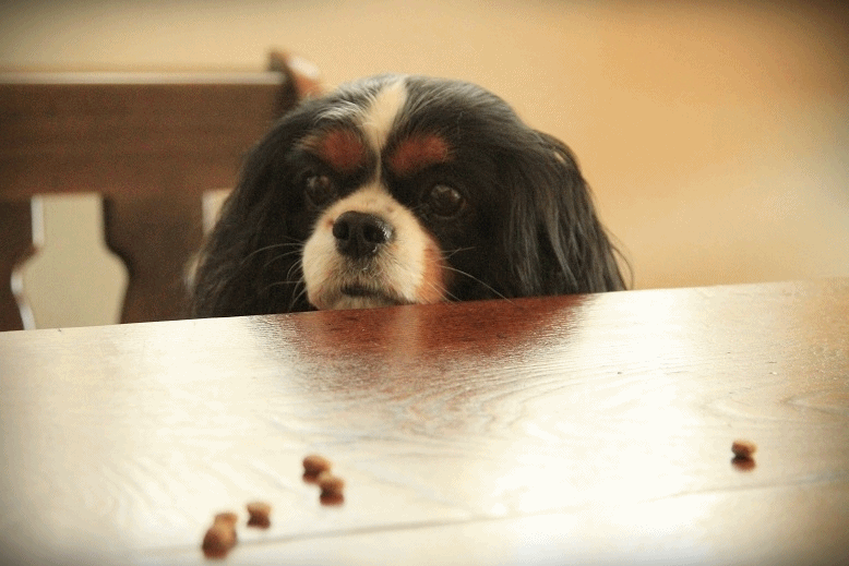 c0145250_1633040.gif