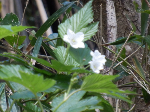 e0292172_2010425.jpg