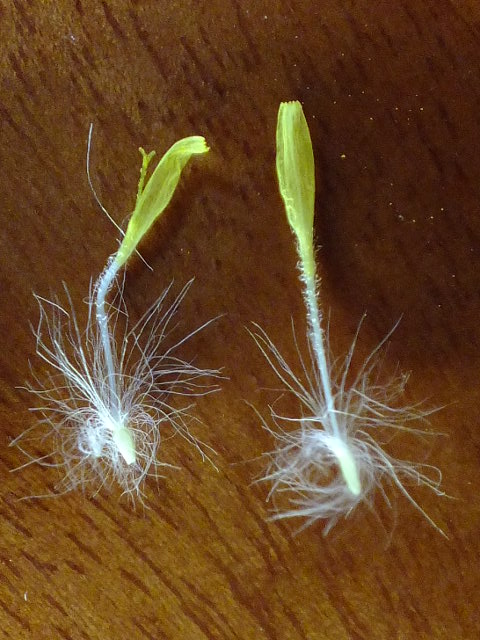 e0145782_1651840.jpg