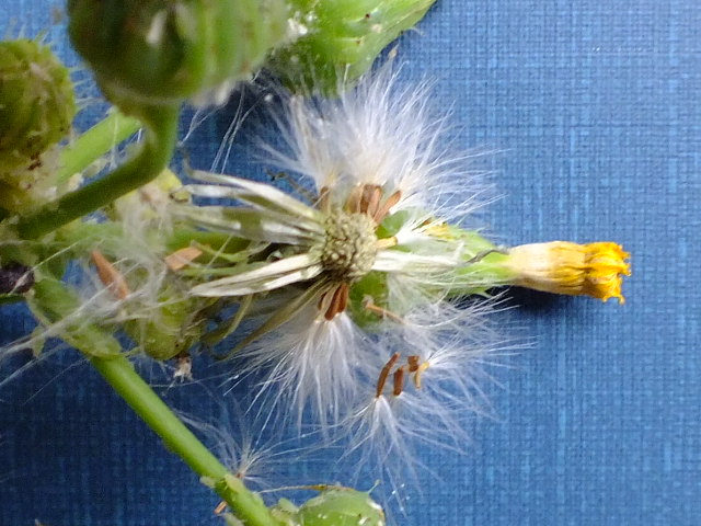 e0145782_16521649.jpg