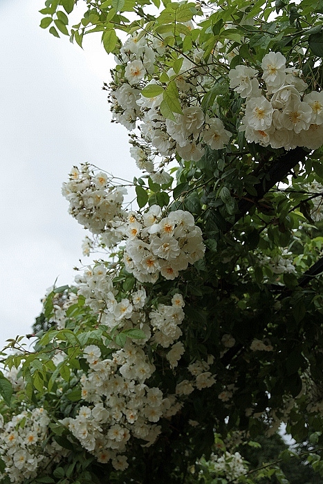 e0209997_1920885.jpg