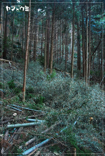 e0207511_1227325.jpg