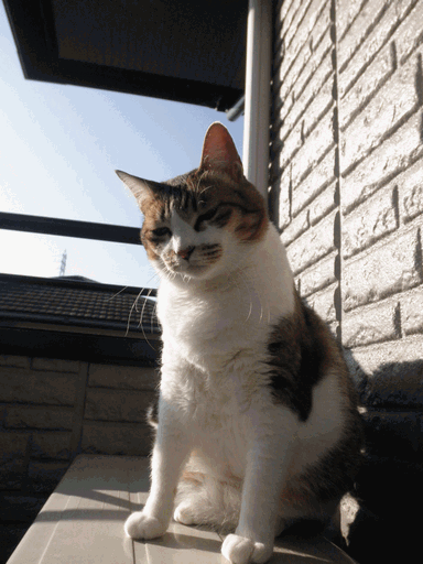 c0136736_1035744.gif