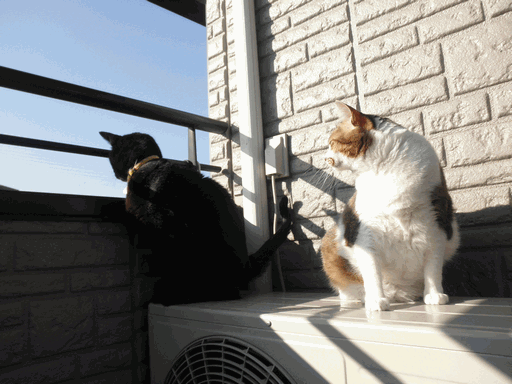 c0136736_1055584.gif
