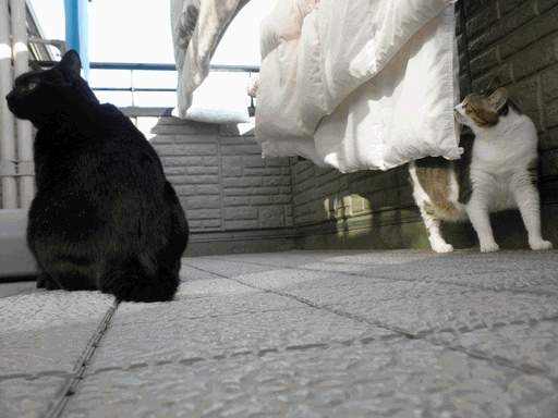 c0136736_1064585.gif