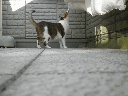 c0136736_107250.gif