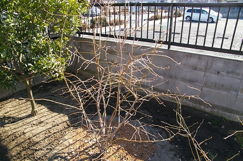 a0034438_17201174.jpg