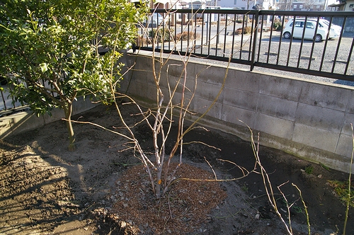 a0034438_17202466.jpg