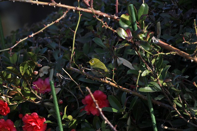 a0242438_21564255.jpg