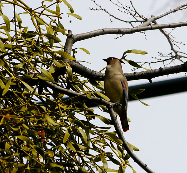 d0091754_2185770.jpg