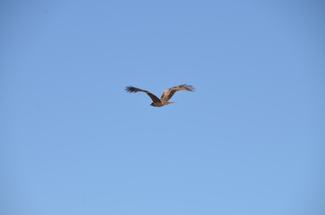 c0268774_05119.jpg