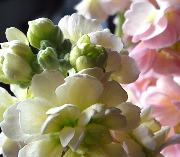 a0031000_1035931.jpg