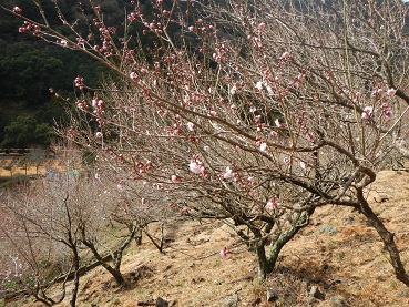 e0272042_1923263.jpg