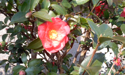 c0069380_1144931.jpg