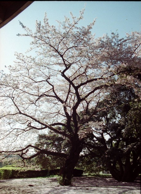 f0251700_2422482.jpg