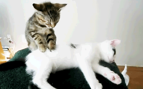 c0072801_116146.gif