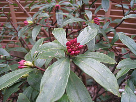 d0046702_18195955.jpg