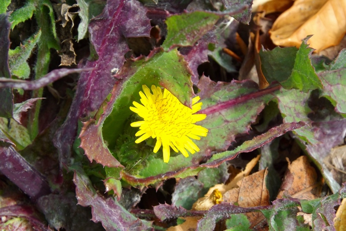 e0033229_2043257.jpg