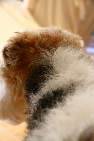 a0187356_12373311.jpg