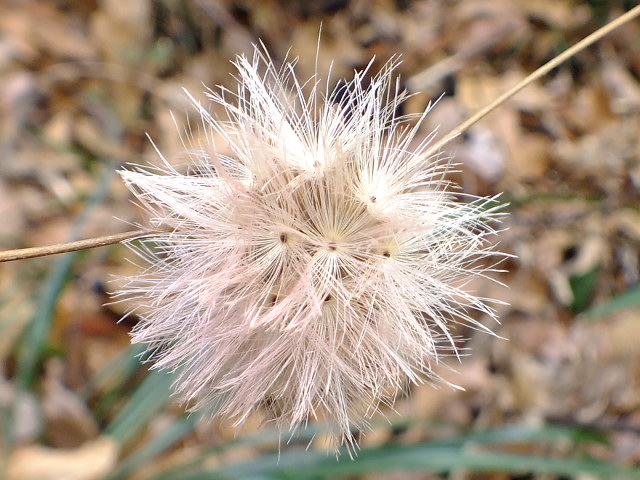 e0145782_20374616.jpg