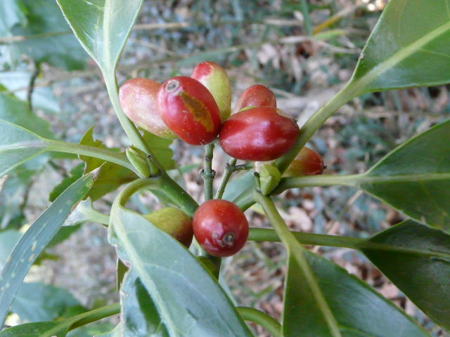 e0145782_20412340.jpg