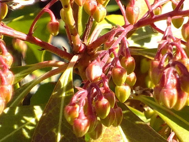 e0145782_20424879.jpg