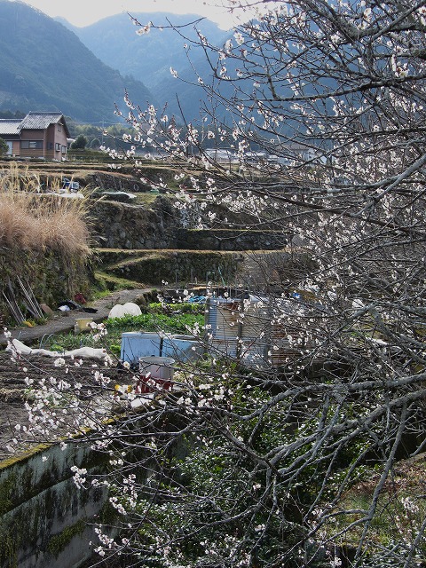 d0154609_10595312.jpg