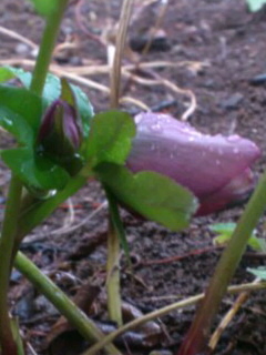 d0024220_20523487.jpg