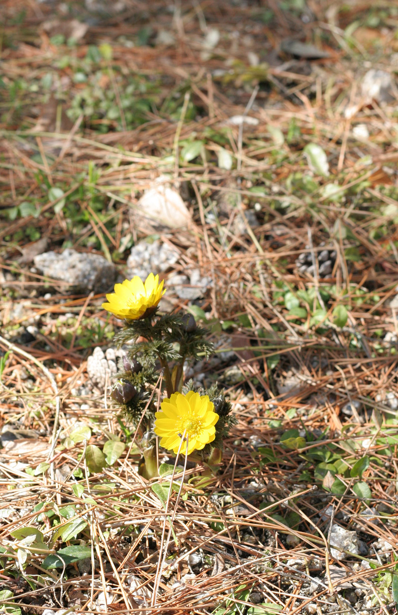 c0073633_11184722.jpg