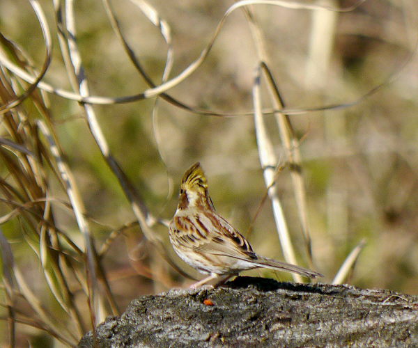 d0091754_1204481.jpg