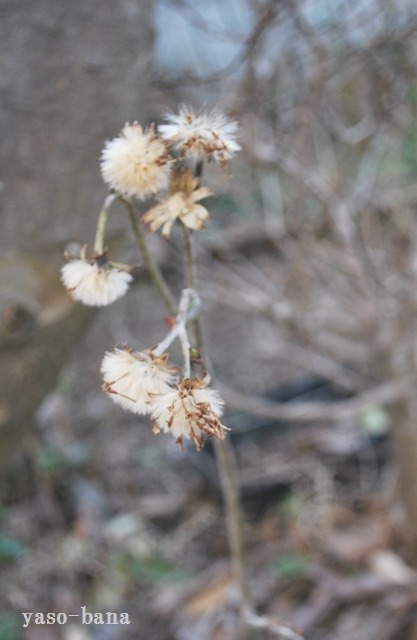 e0025300_16213542.jpg