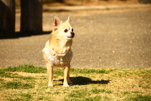 d0158028_18452235.jpg