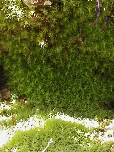 b0027736_18444835.jpg