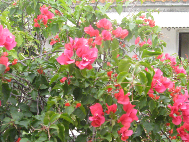 c0138182_15484317.jpg