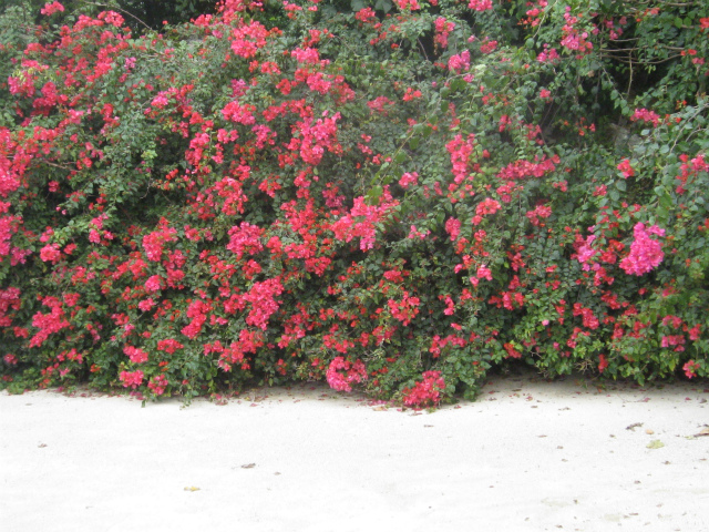 c0138182_1549021.jpg