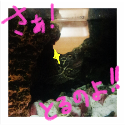 a0205596_2205937.png