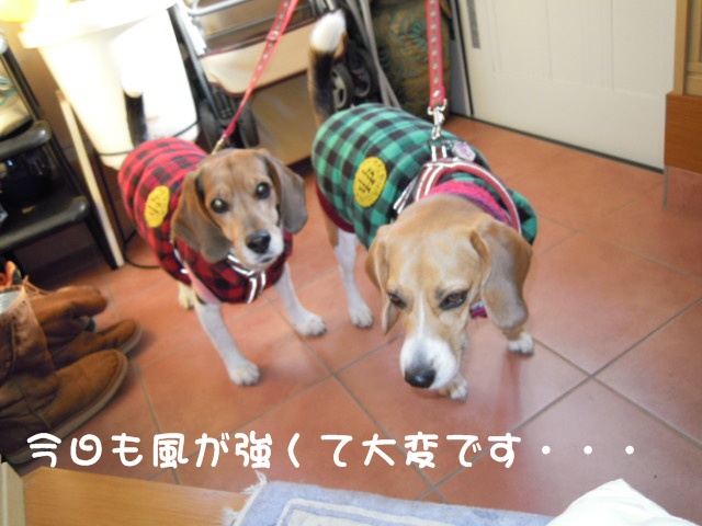 c0166622_20231553.jpg