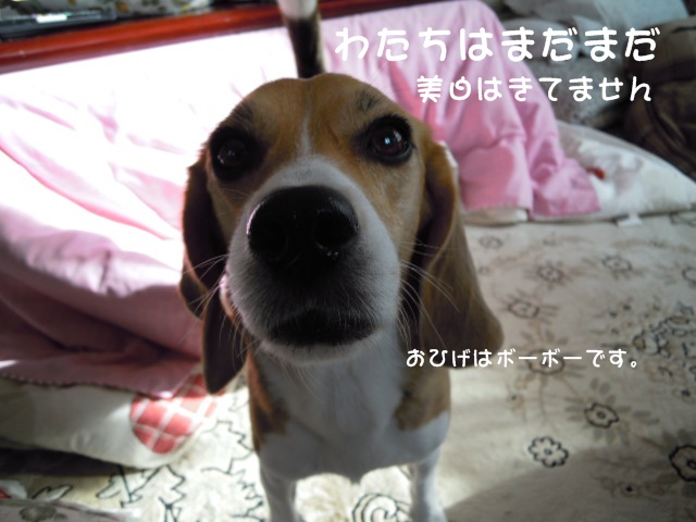 c0166622_20241819.jpg