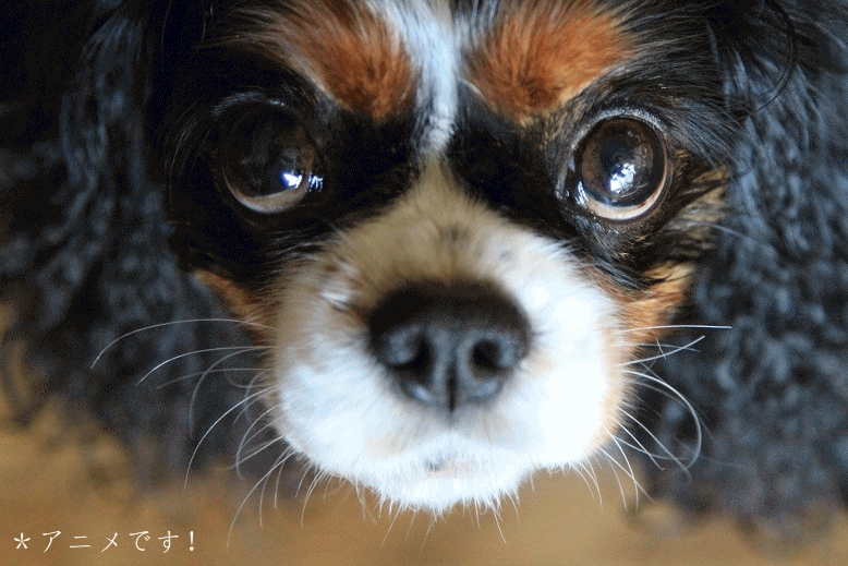 c0145250_1948855.gif