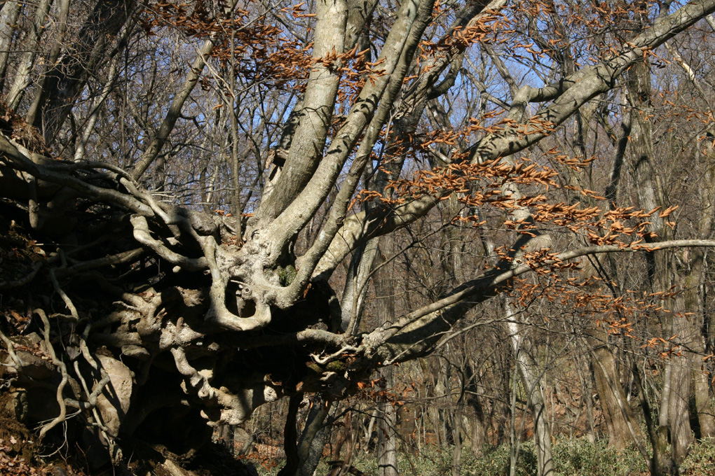 e0118274_21215623.jpg