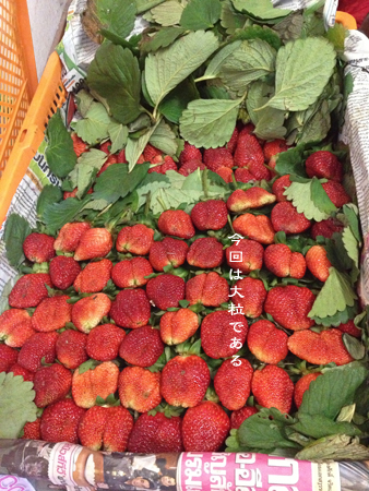 d0042827_1101264.jpg
